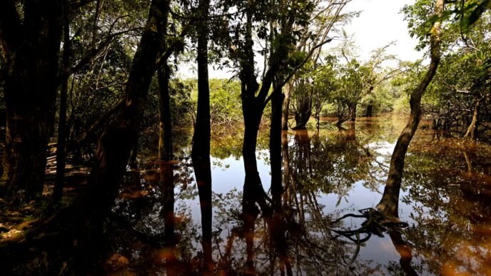 A Constituição do Equador protege a natureza. Agora isso está em risco
 - Printis
