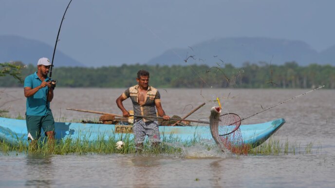Aldeões do Sri Lanka se adaptam à ameaça de invasão de peixes cabeça de cobra | Notícias da Galeria
 - Printis