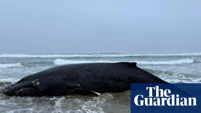 Baleia encalhada é sacrificada após tentativa fracassada de resgate na costa do Oregon | Óregon
 - Printis