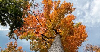 Tempo mais ameno pela frente
 - Printis
